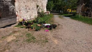 Suvi sai toodud Laiuse aiandist